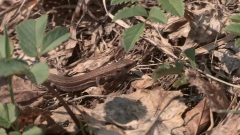Lizard crawling in last year's foliage Stock Footage 106226528