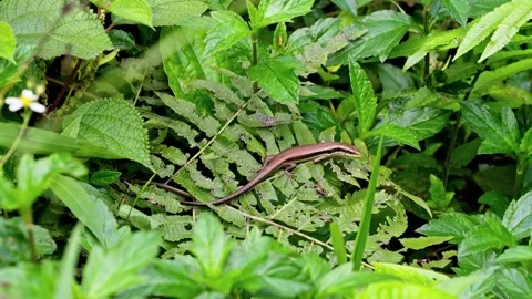 Lizard Crawling on Leaves in Cat Ba Island Jungle 스톡 동영상 344016444