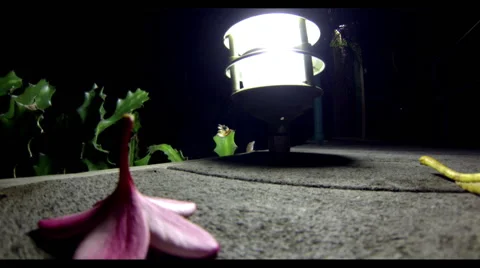 Lizard crawling in the light Stock Footage 42056242