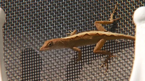 Lizard crawling on metal net Stock Footage 61085321