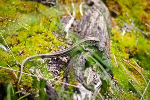Lizard crawling on moss Foto stock