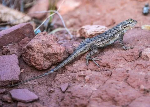 Lizard crawling on red soil surrounded by rocks in a natural habitat Stock Photos