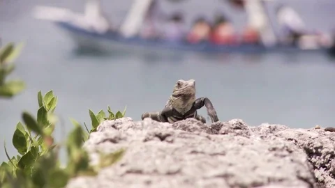 Lizard crawling up onto rocks by beach Stock Footage 82830126