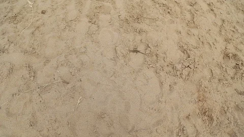 Lizard crawling on the sand Stock Footage 76509456