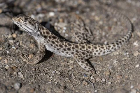Lizard crawling on sandy terrain under natural sunlight showcasing intricat.. Stock Photos