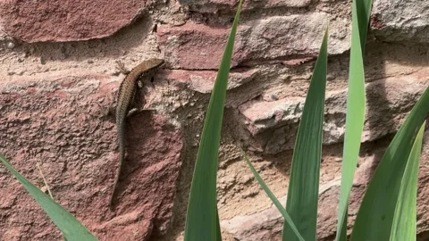 Lizard Crawling on Stone Wall with Green Plants Close Up Shot of Reptile Mo.. Stock Footage 330058265