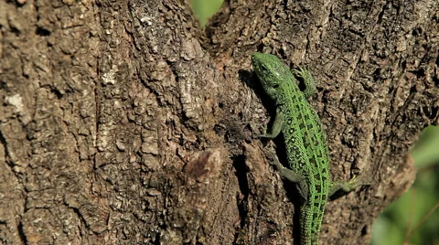 A lizard crawling on a tree Video stock 50492287