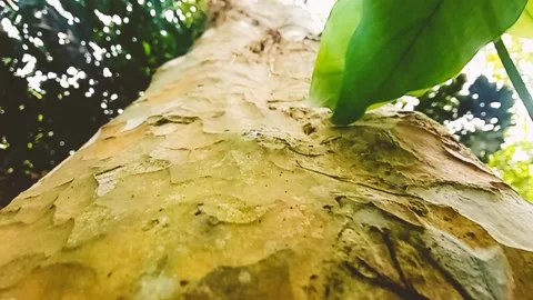 Lizard crawling on the tree Stock Footage 172462444