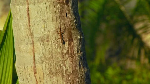 Lizard crawling on tree trunk Stock Footage 57815305