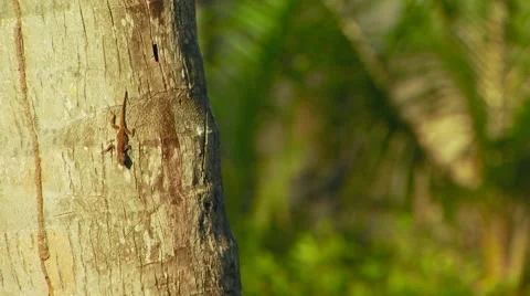 Lizard crawling on tree trunk Stock Footage 57815324