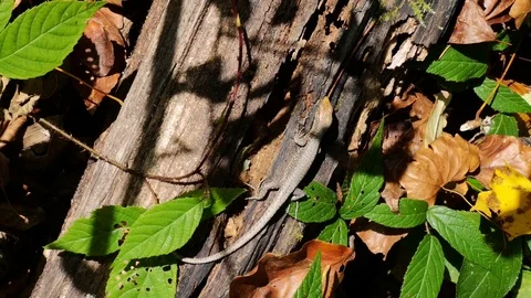 Lizard crawls on a log in the forest Stock Footage 118715123
