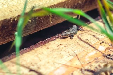 The lizard crawls Photos