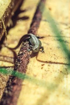 The lizard crawls Stock Photos