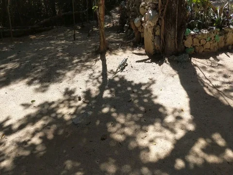 Lizard Crawls Towards Trees &amp; Does Push Ups Stock Footage 73975187