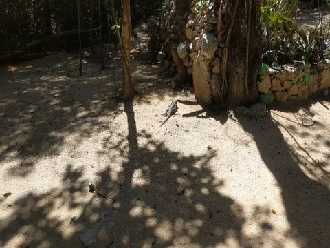 Lizard Crawls Towards The Trees Stock Footage 73975185