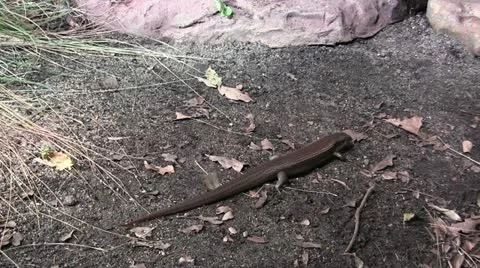 Lizard crossing 50-2 Stock Footage 12428502