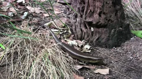 Lizard crossing 50 Stock Footage 12428334