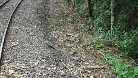 Lizard crossing train tracks Vídeos de archivo 238767037