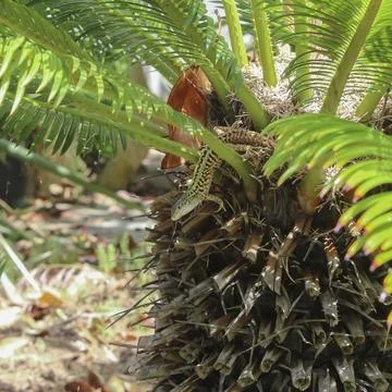 Lizard on a cycas Stock Photos