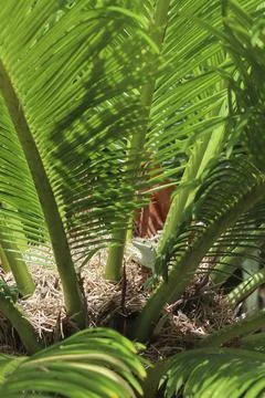 Lizard on a cycas Stock Photos