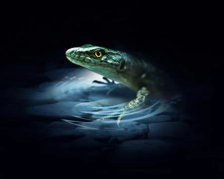 Lizard on the dark Stock Illustration