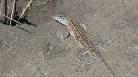 Lizard Darting Into Hole Stock Footage