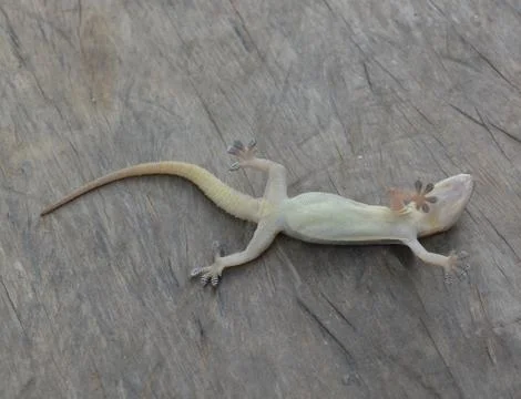 Lizard Dead Stock Photos