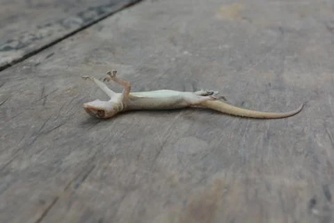 Lizard Dead Stock Photos