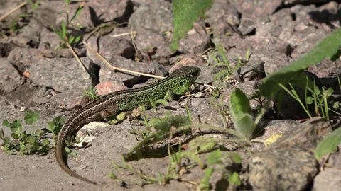 The lizard defecates after sleeping. Stock Footage 85068029