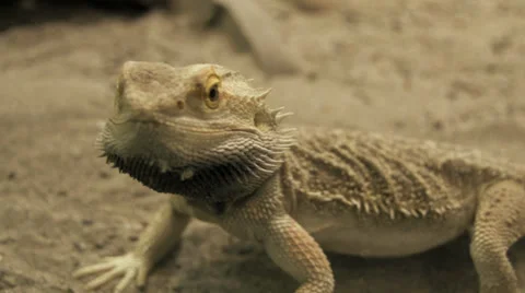 Lizard. desert animals. dry sand Stock Footage 32285122