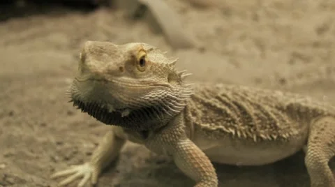 Lizard. desert animals. dry sand Stockbeeldmateriaal 64538145