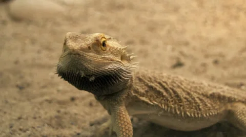 Lizard. desert animals Stock Footage 32284758