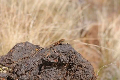 Lizard on desert lava Photos