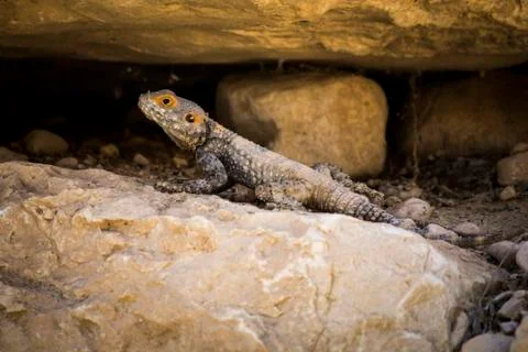 Lizard in the desert Foto stock