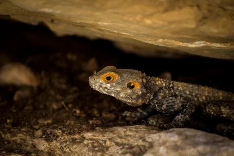 Lizard  in the desert Stock Photos