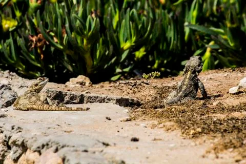 Lizard in the desert Stock Photos