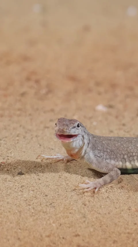 Lizard in the desert on the sand, close-up. Vertical video Stock Footage 255678983