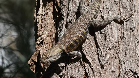 Lizard, Desert Spiny in camouflage on tree,  4k Stock Footage 276679345