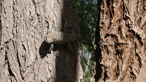 Lizard, Desert Spiny scrambling on tree, 4k Stock Footage 276679222