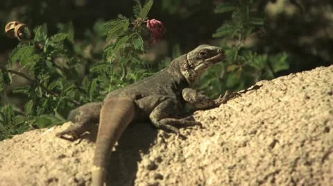 Lizard In Desert Surroundings 3 Video stock 18953277