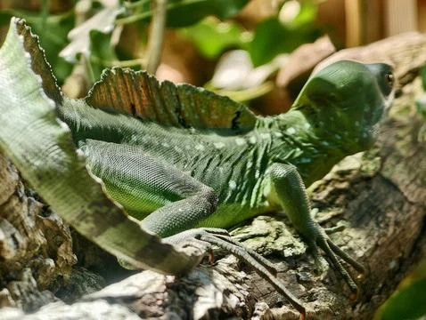 Lizard with details. Close view of moving basilisk. Dynamic scene of green .. 写真素材