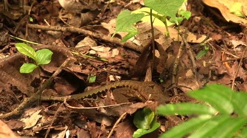 Lizard digging through leaf litter 動画素材 82873813