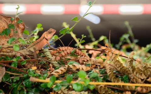 Lizard diguises in a bush Stock Photos
