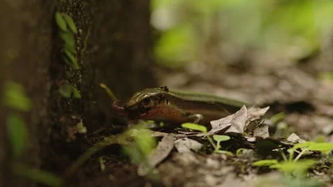 A Lizard Dining on a Worm. Stock Footage 312450836
