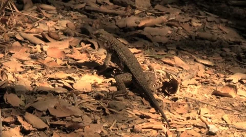 Lizard Doing Push-Ups Stockbeeldmateriaal 8832463