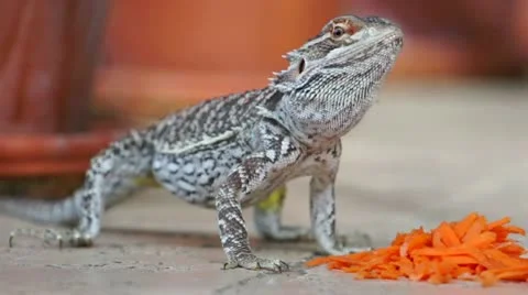 Lizard Dragon Eating Carrot Vidéo 16333302