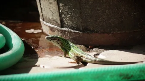 Lizard drinking in the garden Stock Footage 79529966