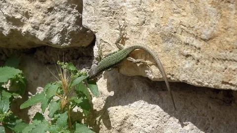 Lizard Drinks Water; Dry Land; Rainy Weather Stock Footage 103286406