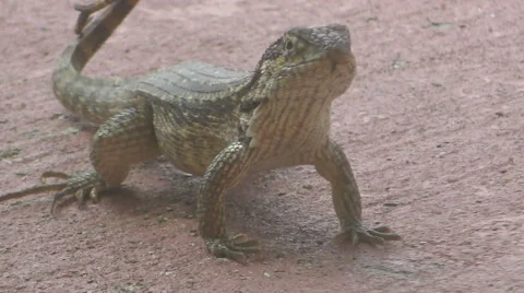 Lizard on a driveway Stock Footage 66745126