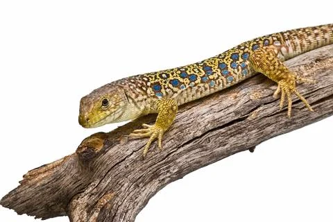 Lizard on a dry branch. Stock Photos
